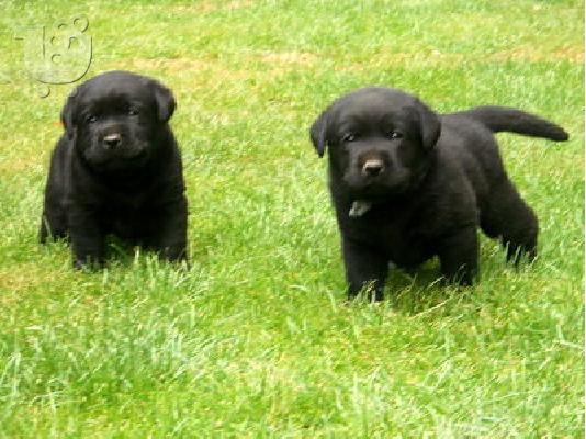 PoulaTo: Labrador retriever puppies